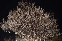 夜桜