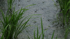 にわか雨