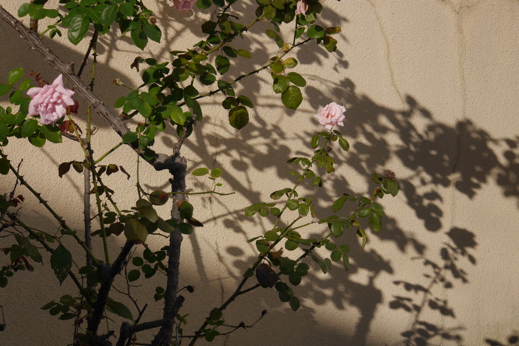 10月の薔薇