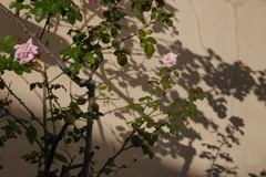 10月の薔薇