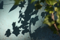 蔦