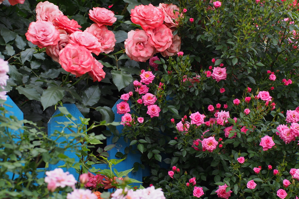 Rose Garden