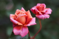 薔薇色