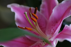 lily