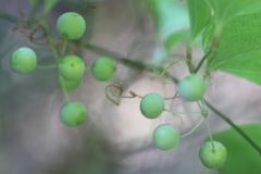 ２線ぼけは「味」？