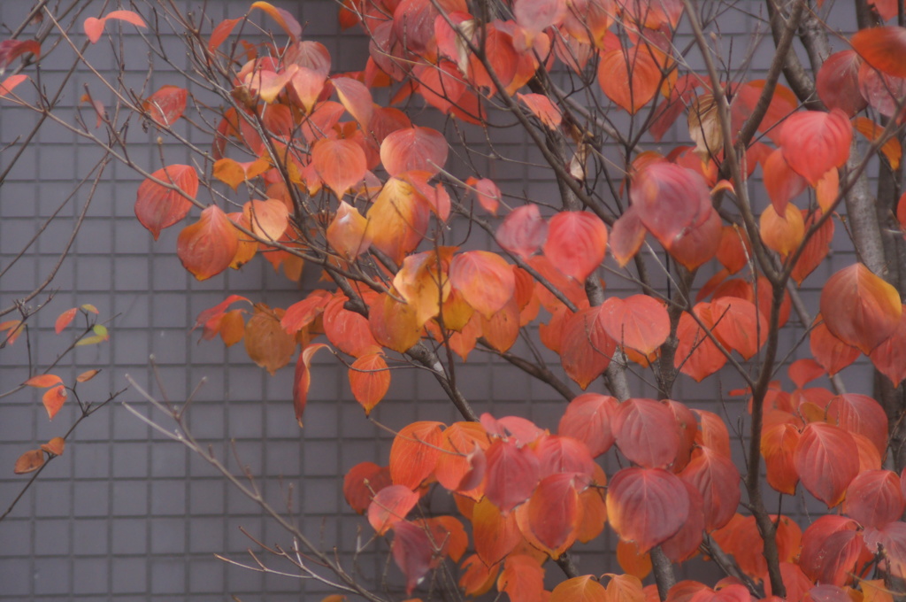 壁の華