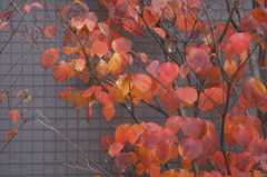 壁の華
