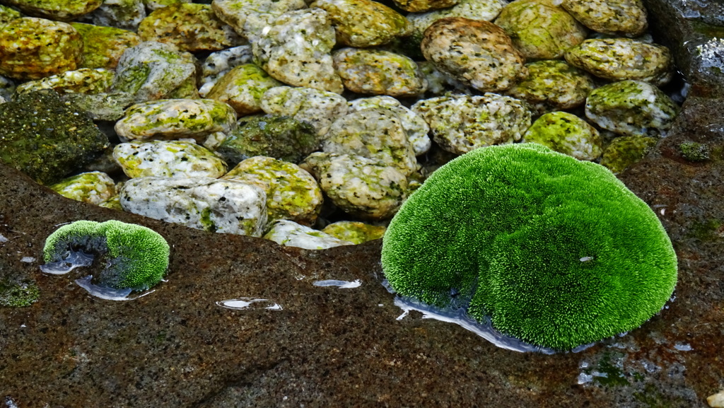 moss green