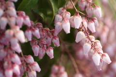 馬酔木（アセビ）