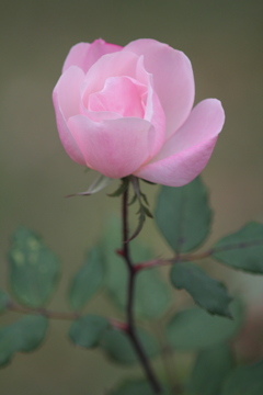 １２月の薔薇