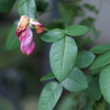八月の薔薇