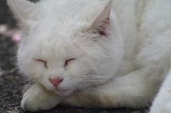 眠り猫