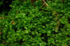 moss green