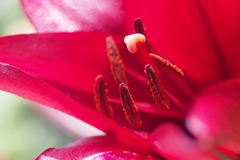  lily