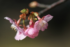 早春
