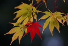 紅一点