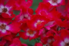 紅