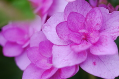 庭の紫陽花