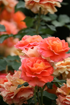rose