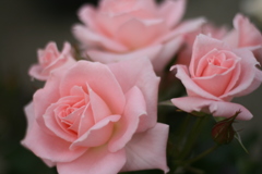 薔薇色