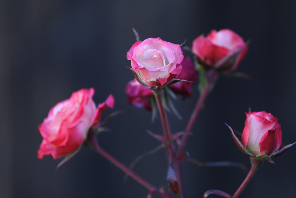 1月の薔薇