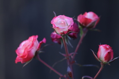 1月の薔薇
