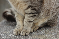 地域猫