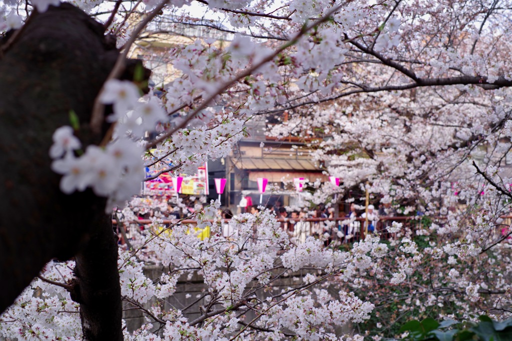 桜 目黒川#3