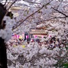 桜 目黒川#3