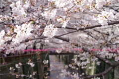 桜 目黒川#2