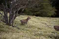 秋の鹿