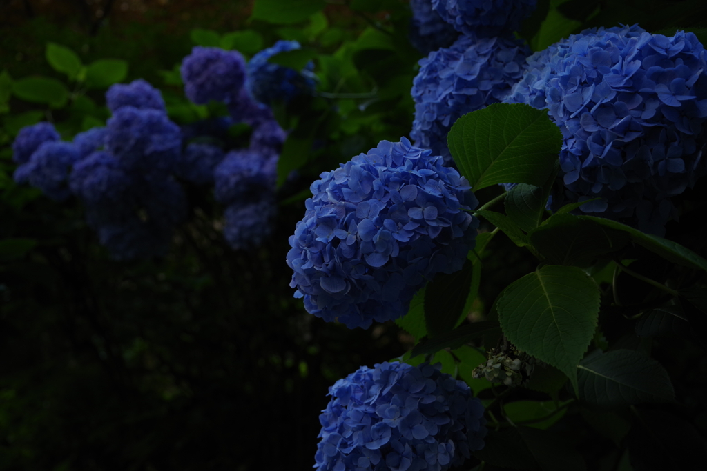 紫陽花_山寺