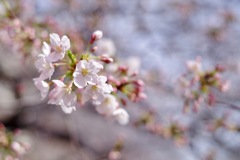 桜 目黒川#1