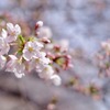 桜 目黒川#1