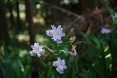 日陰に咲く花