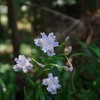 日陰に咲く花