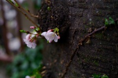 桜 目黒川#4