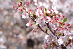 桜 外濠公園