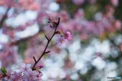 寒桜