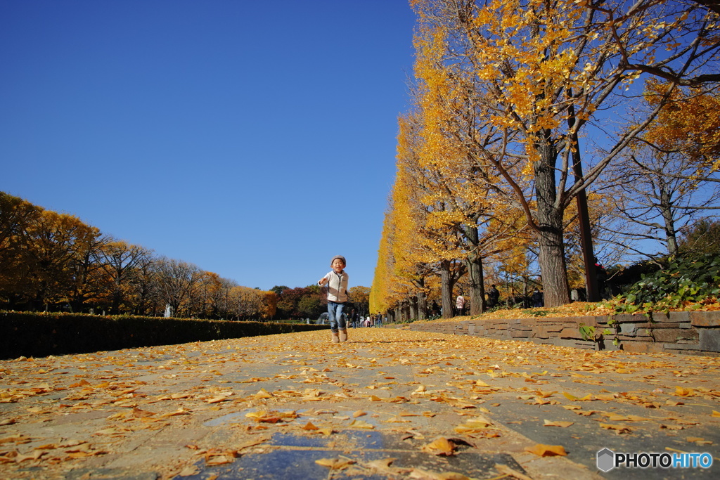 昭和記念公園銀杏並木