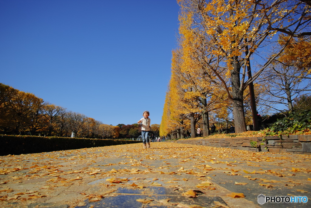 昭和記念公園銀杏並木