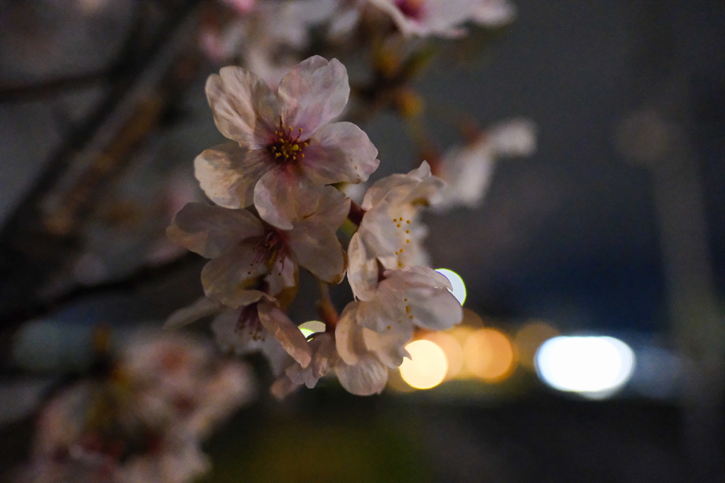 夜会