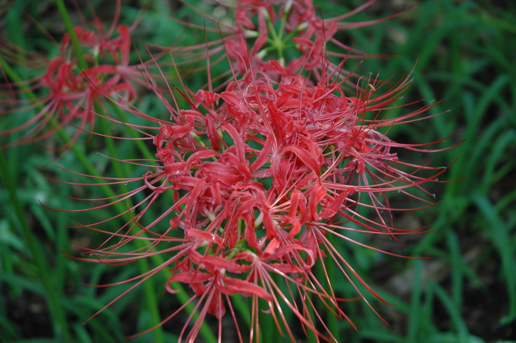 cluster amaryllis_2