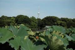 lotus‗Sky tree