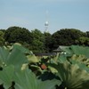 lotus‗Sky tree