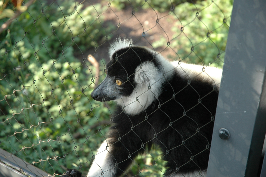 Ruffed Lemurs