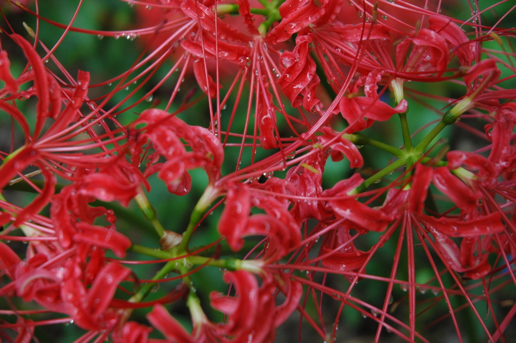 cluster amaryllis_3