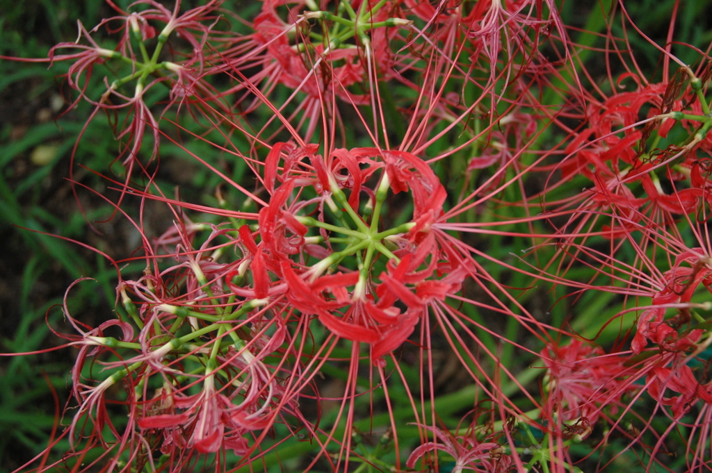 cluster amaryllis_6