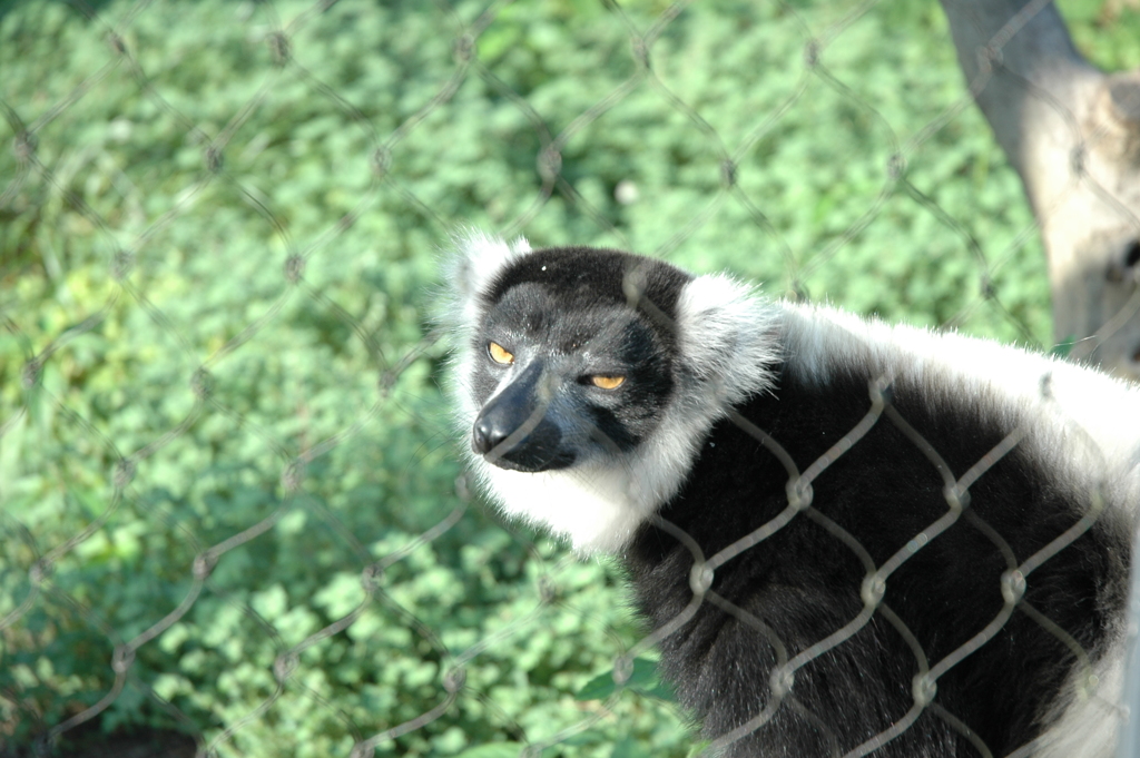 Ruffed Lemurs_2