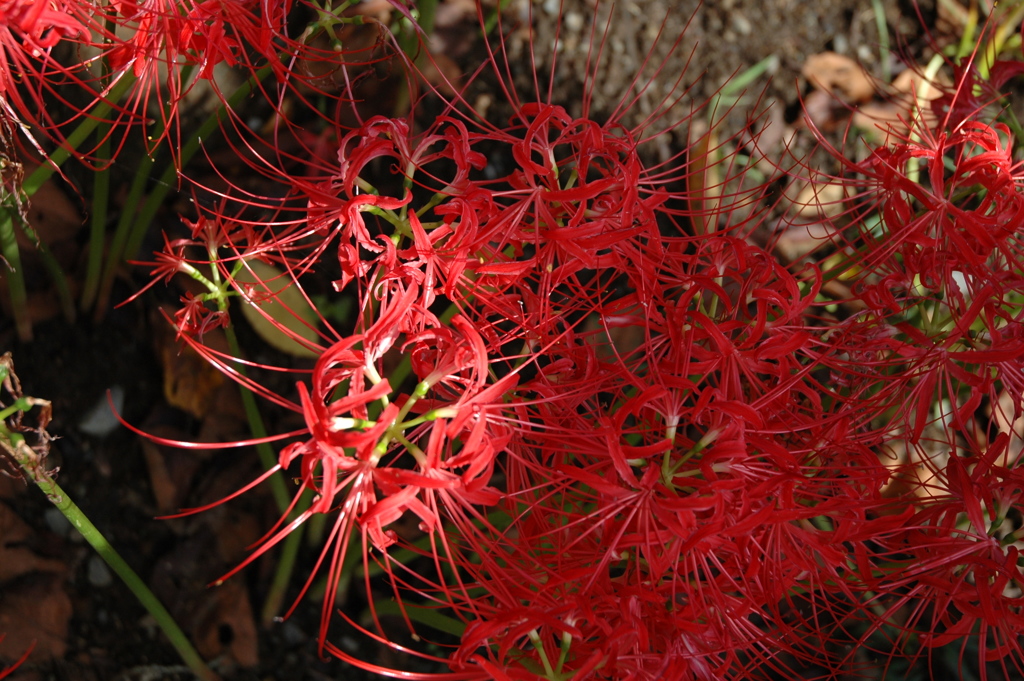 cluster amaryllis_1